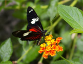 Visit rainforests on a Panama Canal cruise