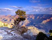 Cosmos tours in North America